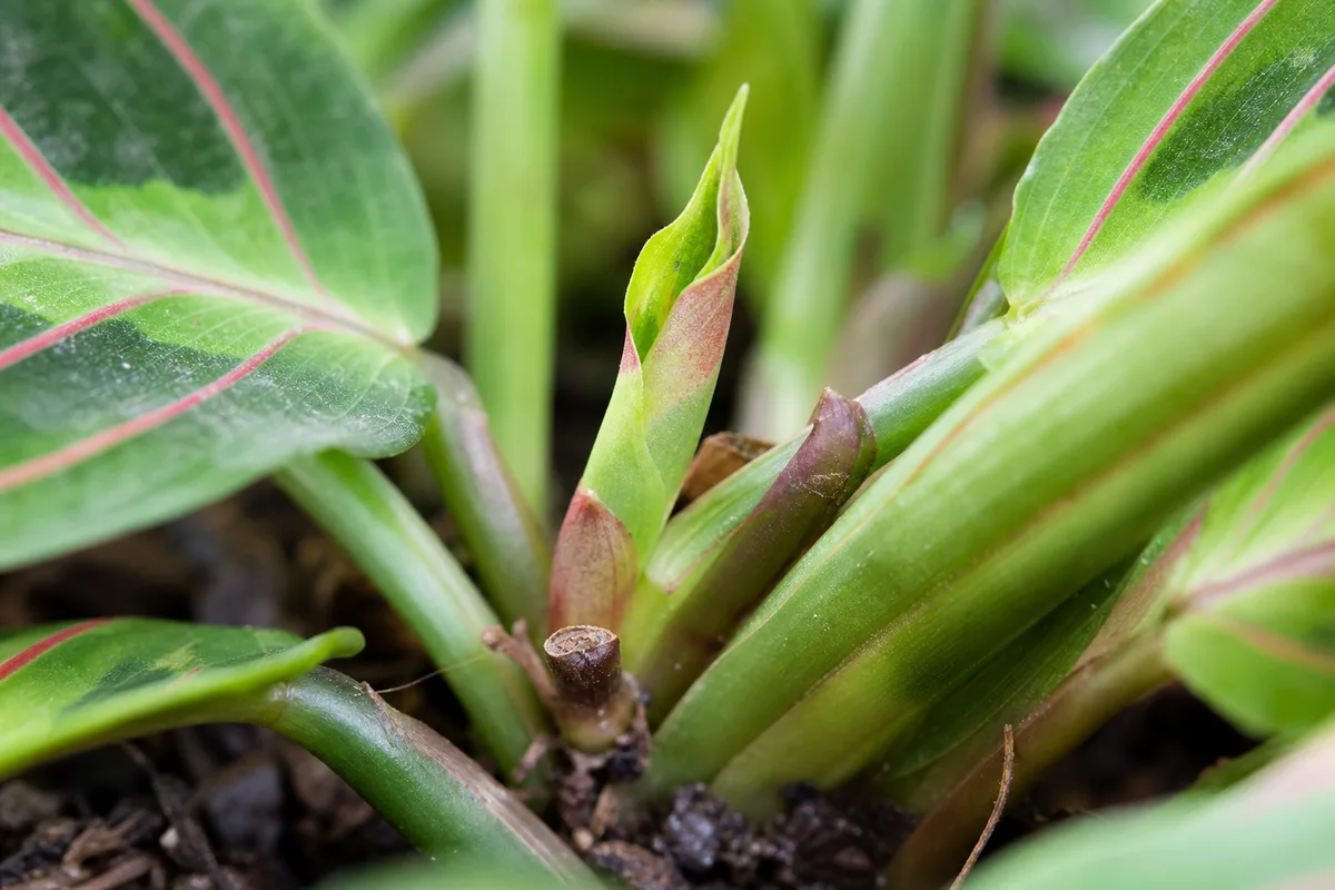 Close-up of Slow Growth on Prayer Plant - diagnostic detail