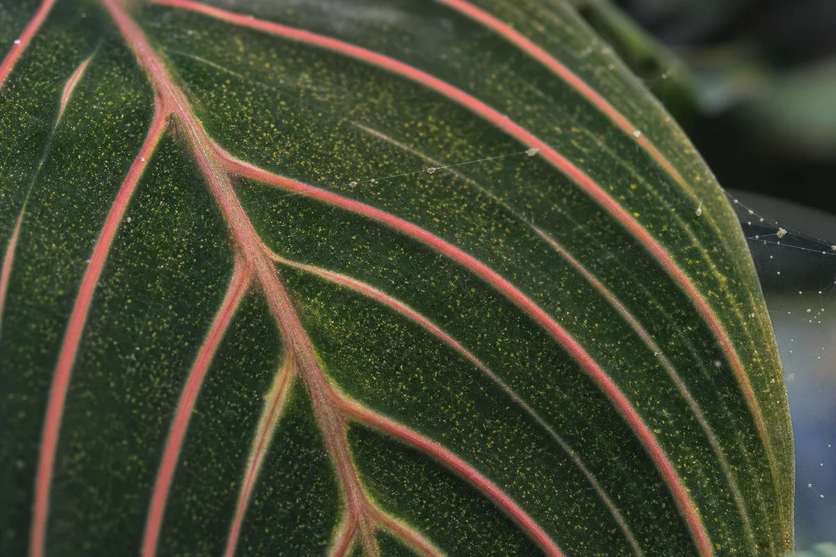 Close-up of Spider Mites on Prayer Plant - diagnostic detail