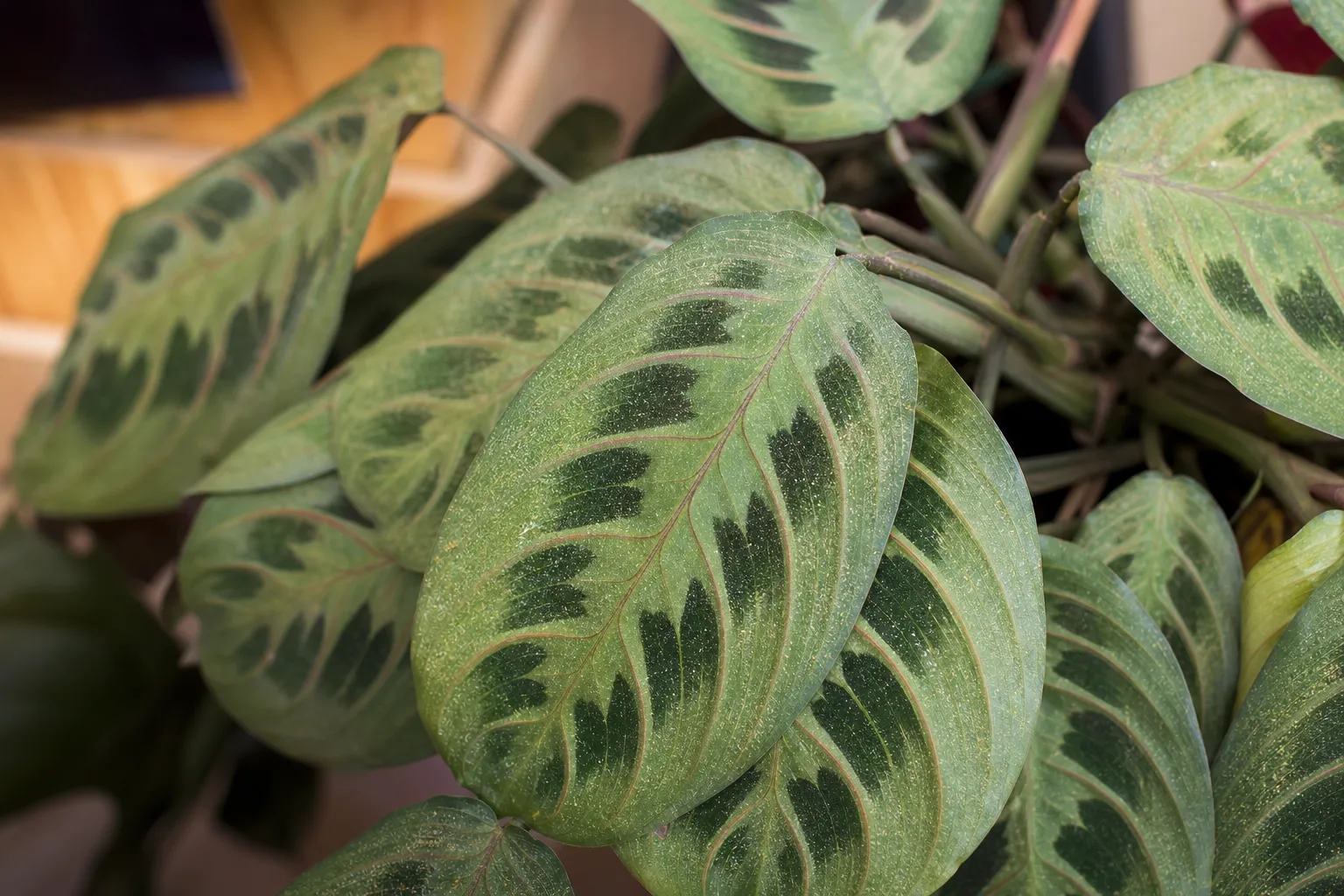 Spider Mites on Prayer Plant - visible symptom on the plant