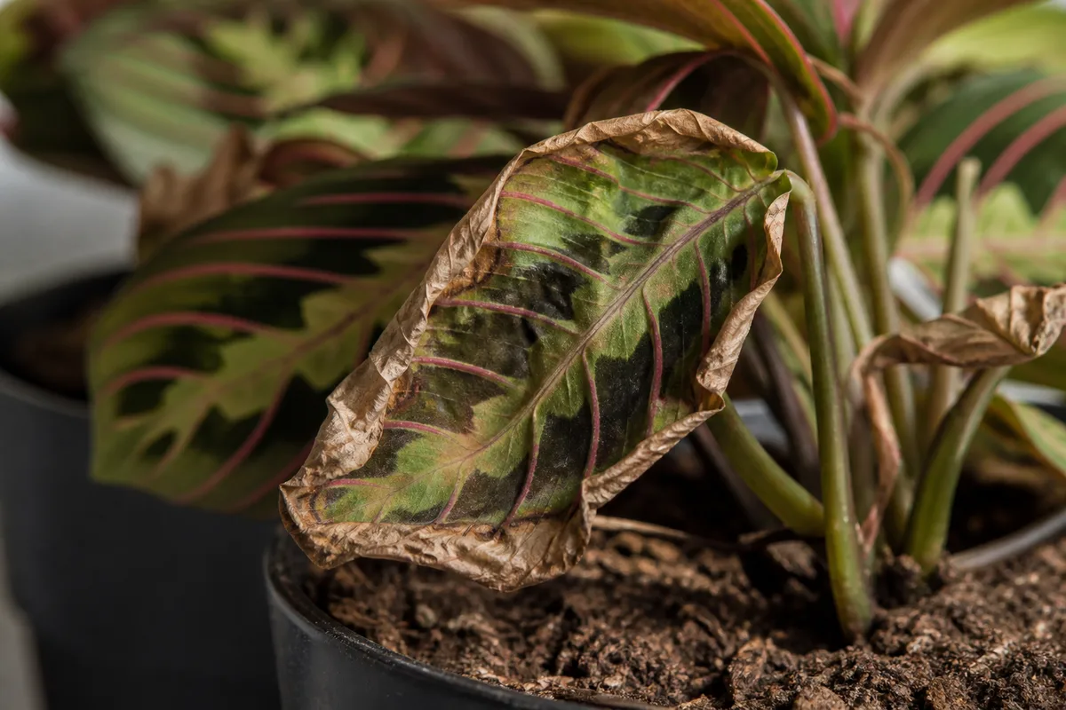 Close-up of Underwatering on Prayer Plant - diagnostic detail