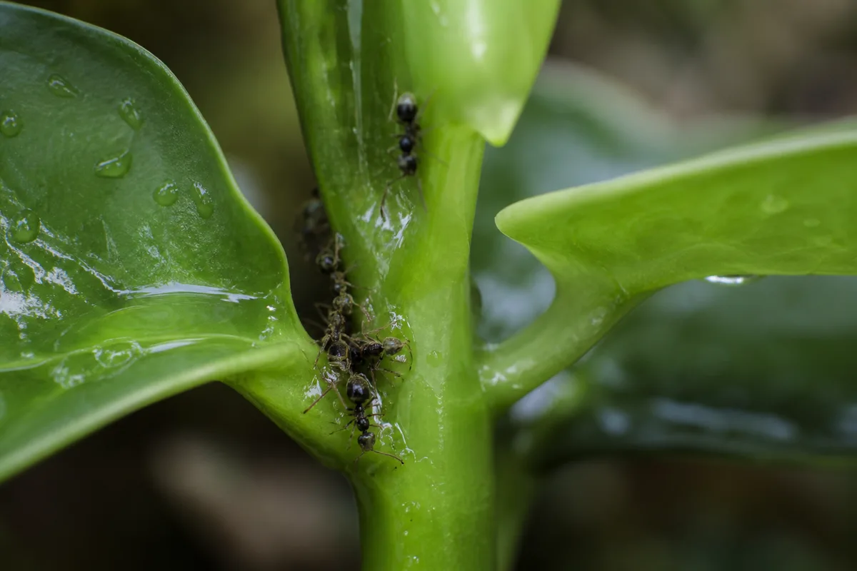 Close-up of Ants on Plant on Raindrop Peperomia - diagnostic detail