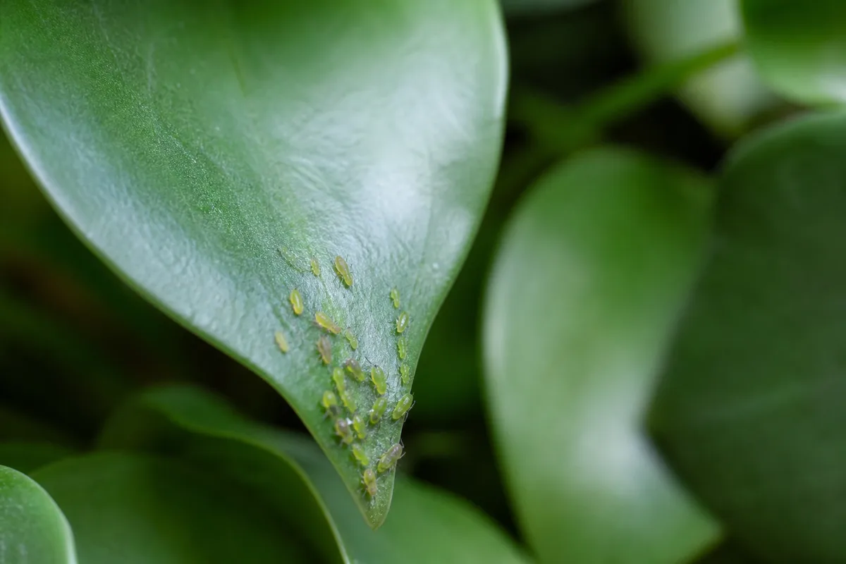 Close-up of Aphids on Raindrop Peperomia - diagnostic detail