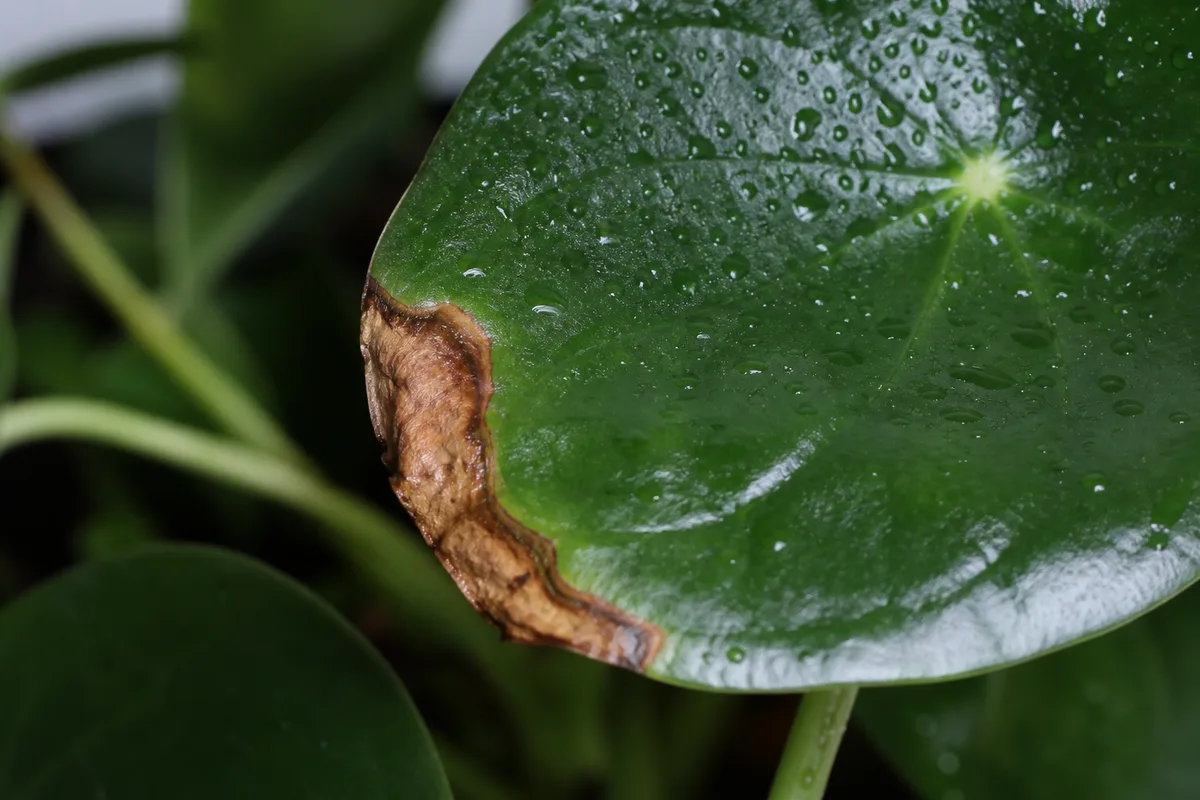 Close-up of Brown Leaves on Raindrop Peperomia - diagnostic detail