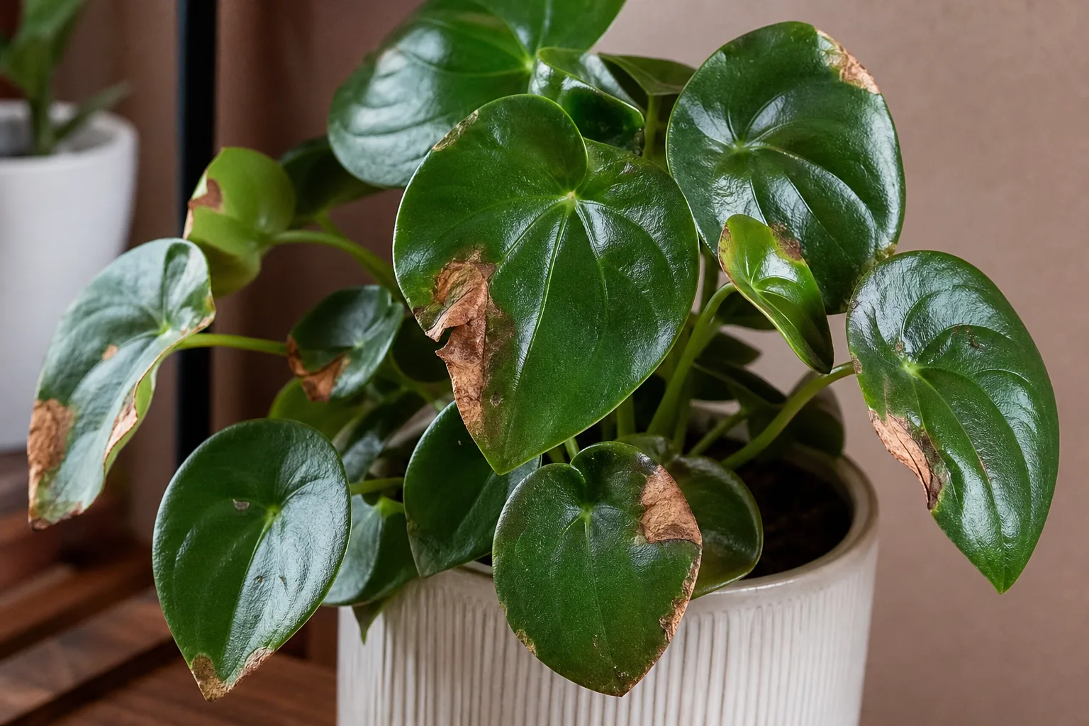 Brown Leaves on Raindrop Peperomia - visible symptom on the plant