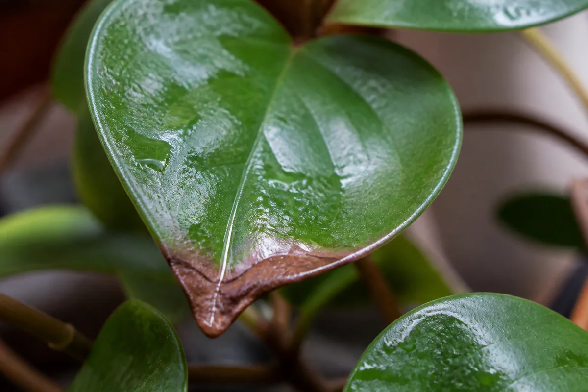 Close-up of Brown Tips on Raindrop Peperomia - diagnostic detail