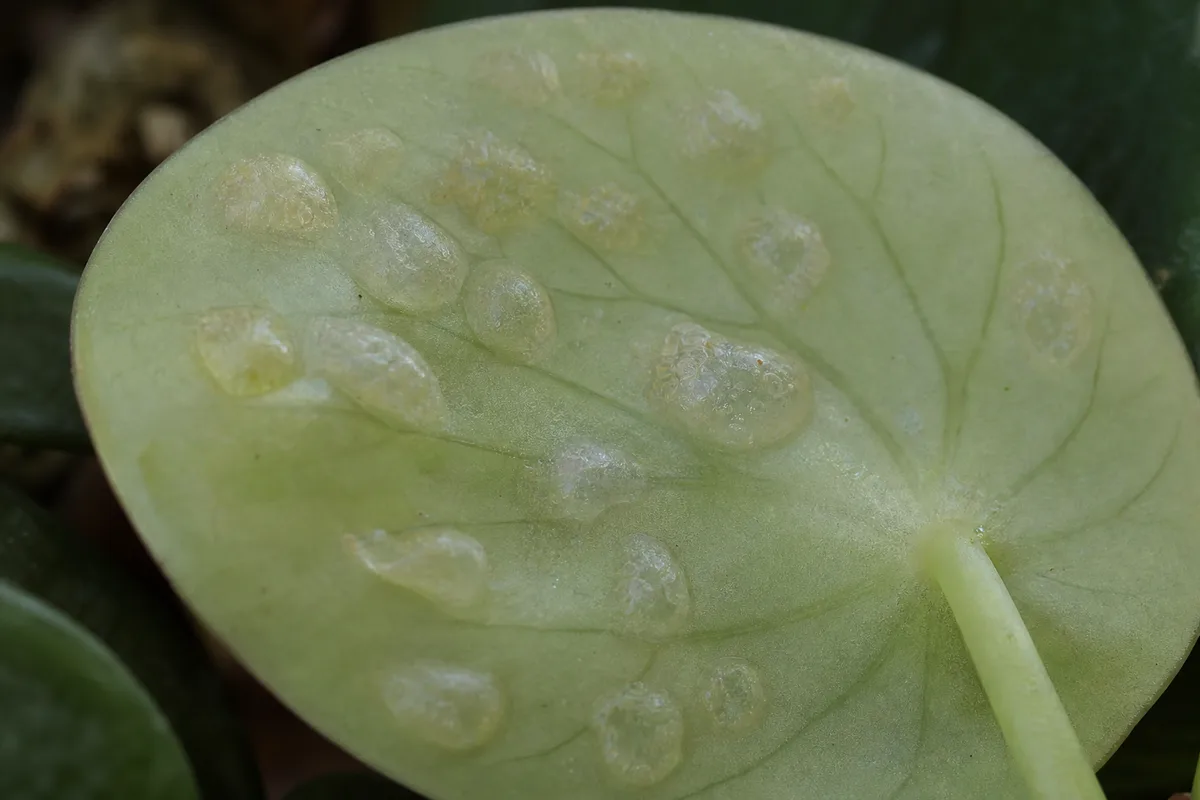 Corky underside bumps on a raindrop peperomia leaf consistent with edema rather than fungal leaf spot