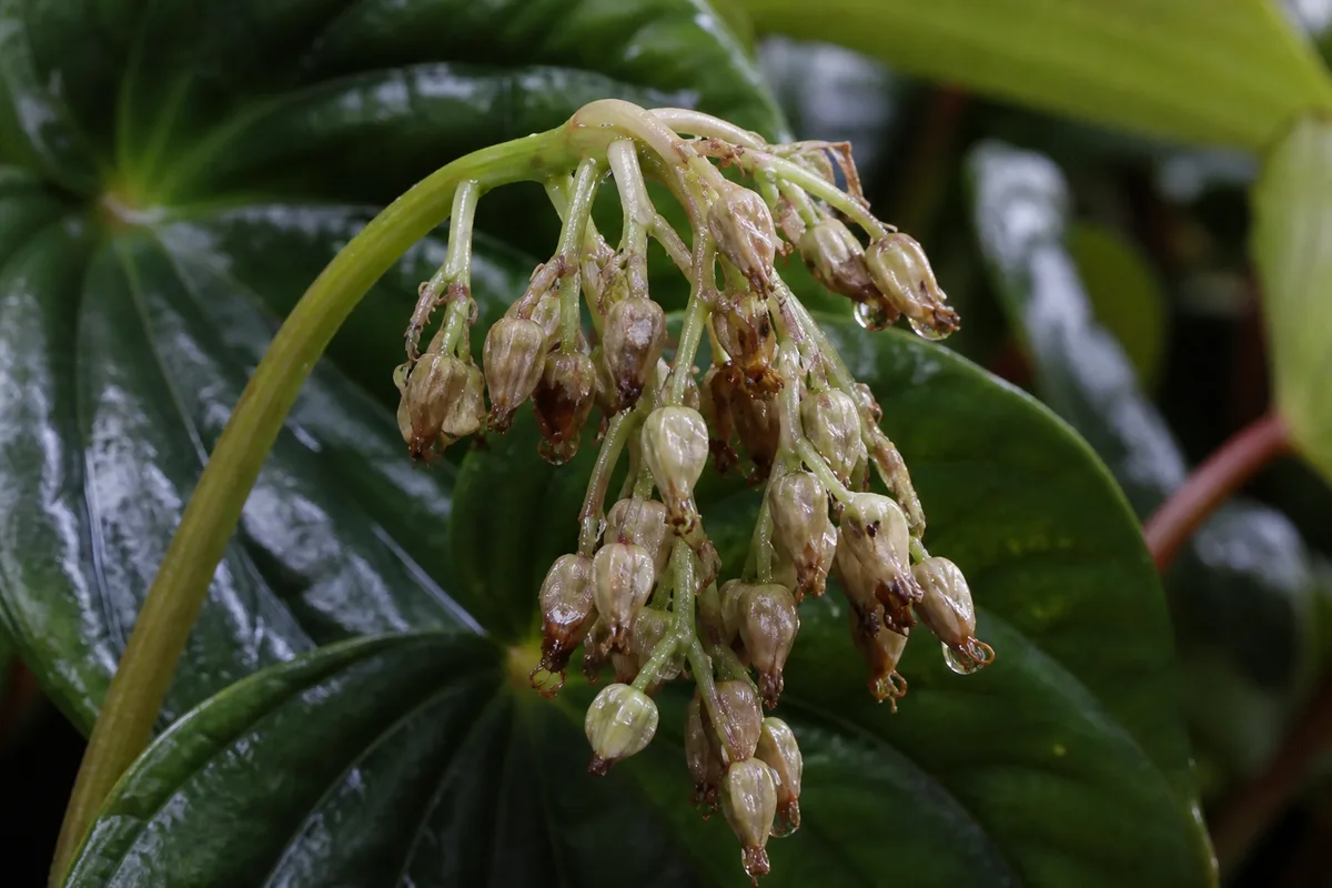Close-up of Faded Flowers on Raindrop Peperomia - diagnostic detail