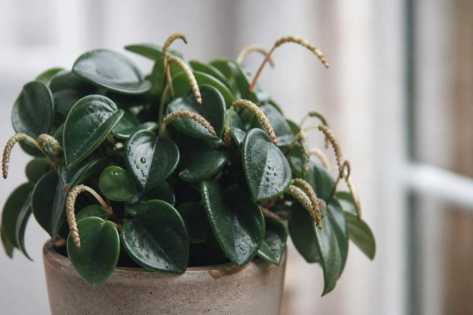 Faded Flowers on Raindrop Peperomia - visible symptom on the plant