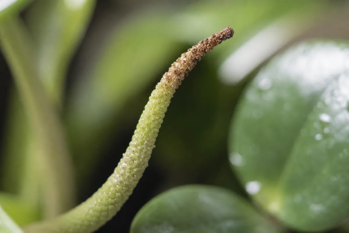 Close-up of Flowers Turning Brown on Raindrop Peperomia - diagnostic detail