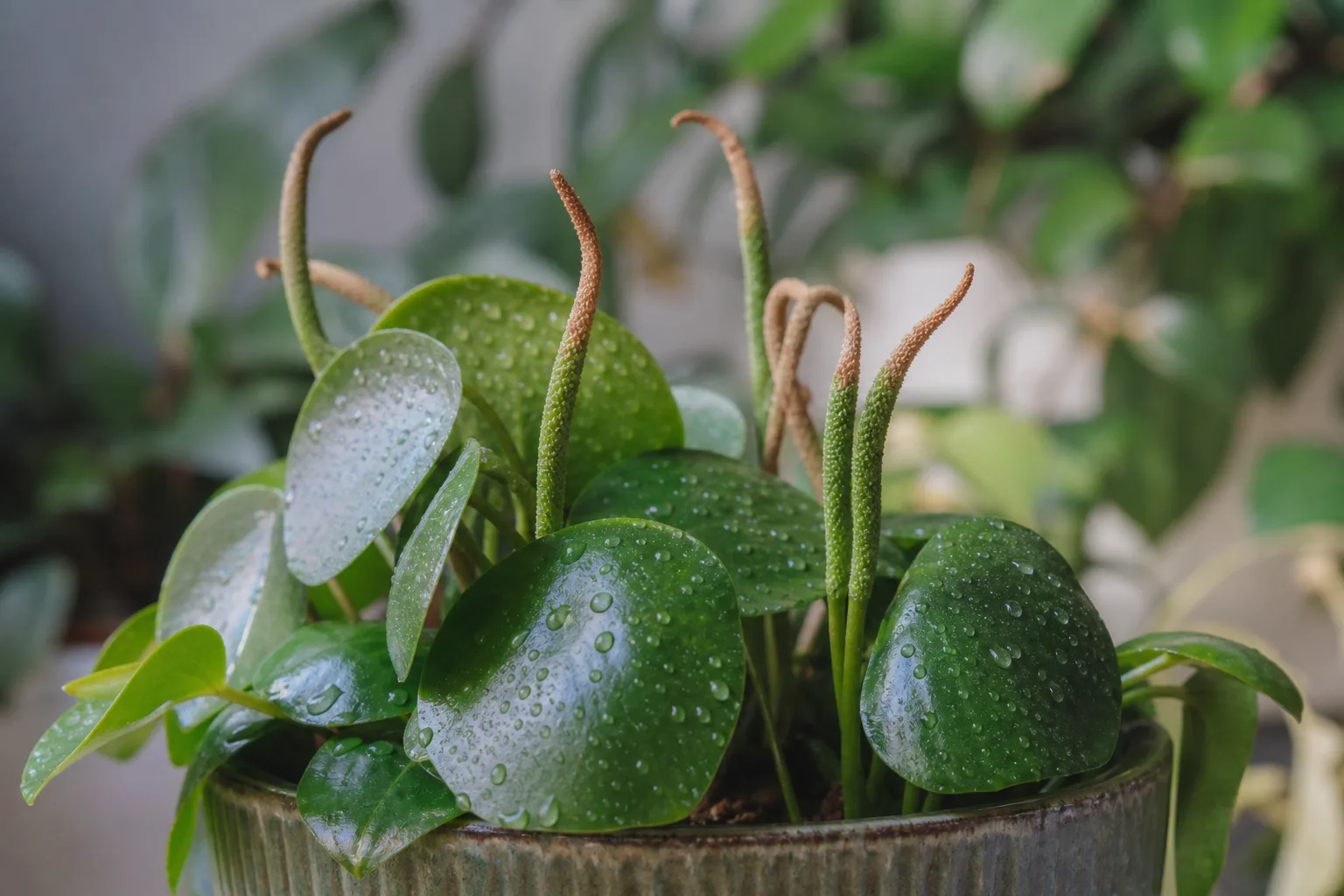 Flowers Turning Brown on Raindrop Peperomia - visible symptom on the plant