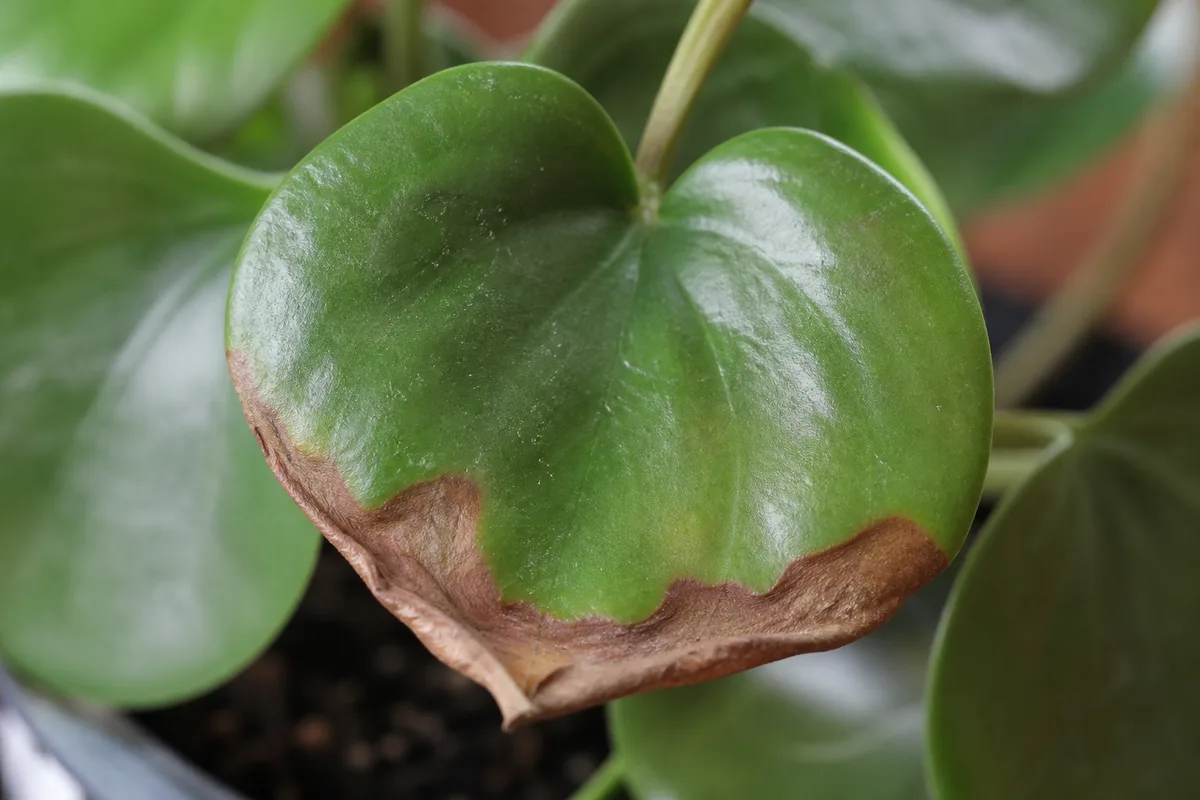 Close-up of Heat Stress on Raindrop Peperomia - diagnostic detail