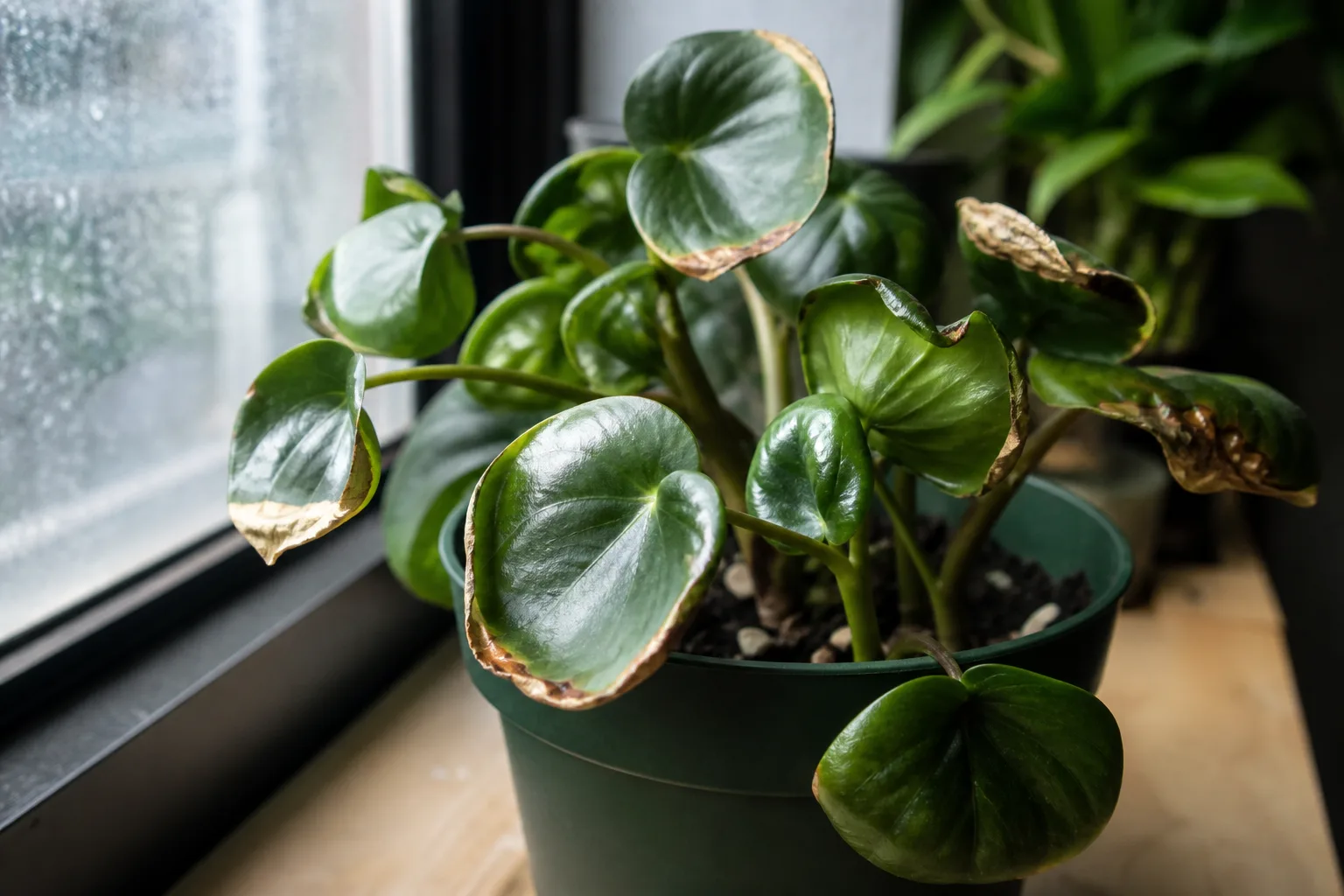 Heat Stress on Raindrop Peperomia - visible symptom on the plant