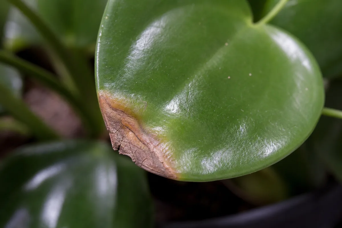 Close-up of Low Humidity on Raindrop Peperomia - diagnostic detail