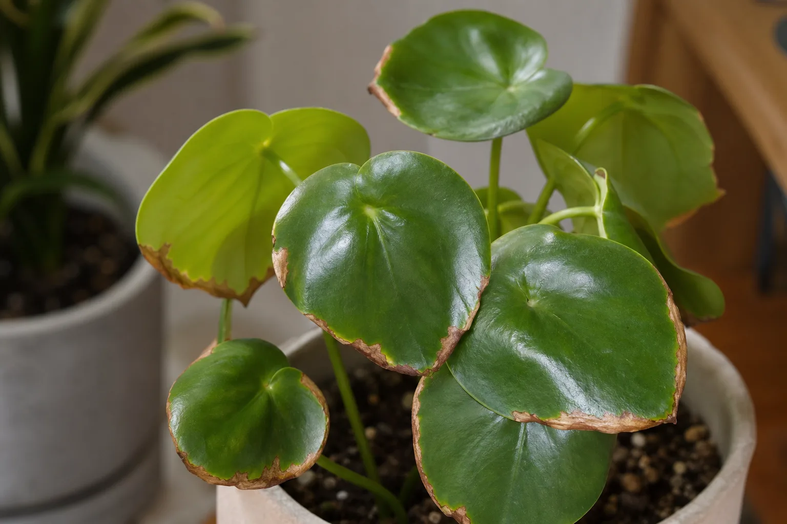 Low Humidity on Raindrop Peperomia - visible symptom on the plant