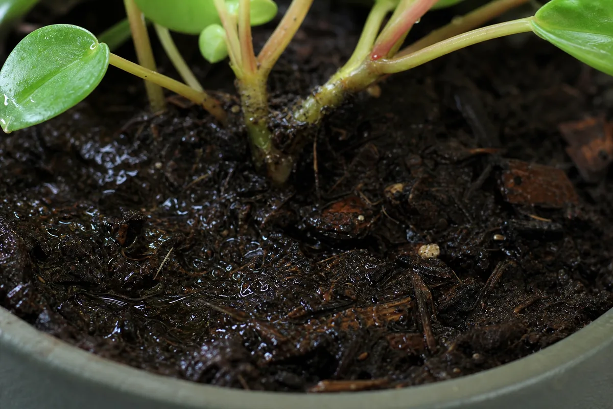 Close-up of Poor Potting Setup on Raindrop Peperomia - diagnostic detail