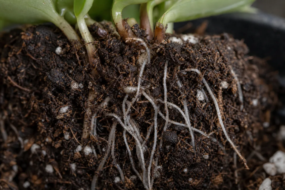 Close-up of Poor Root Growth on Raindrop Peperomia - diagnostic detail