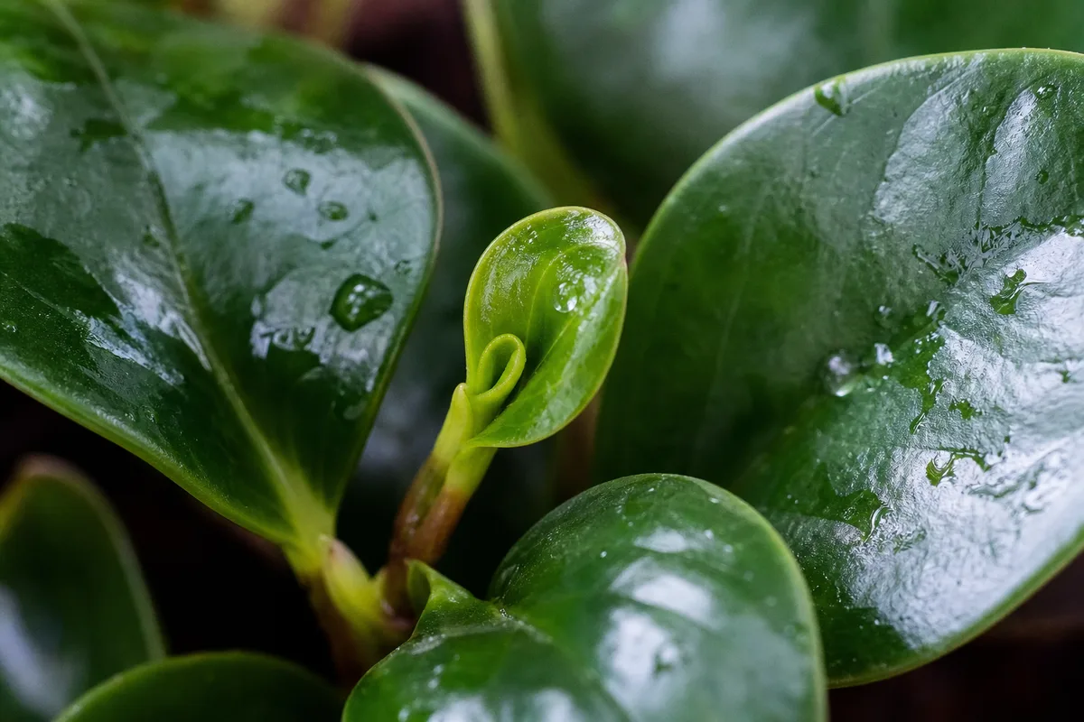 Close-up of Slow Growth on Raindrop Peperomia - diagnostic detail