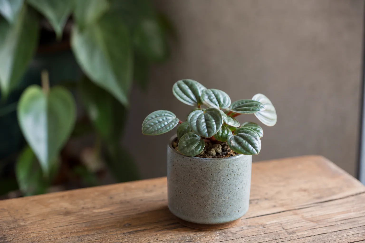Slow Growth on Raindrop Peperomia - visible symptom on the plant
