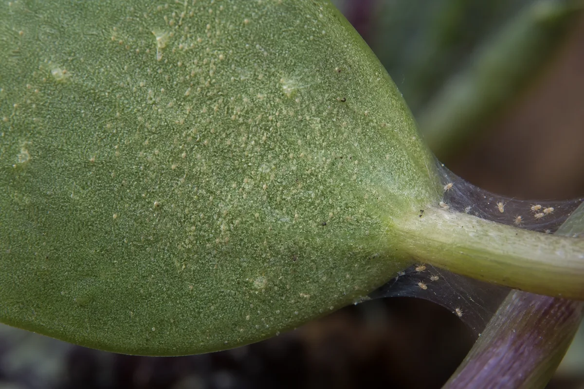 Close-up of Spider Mites on Raindrop Peperomia - diagnostic detail