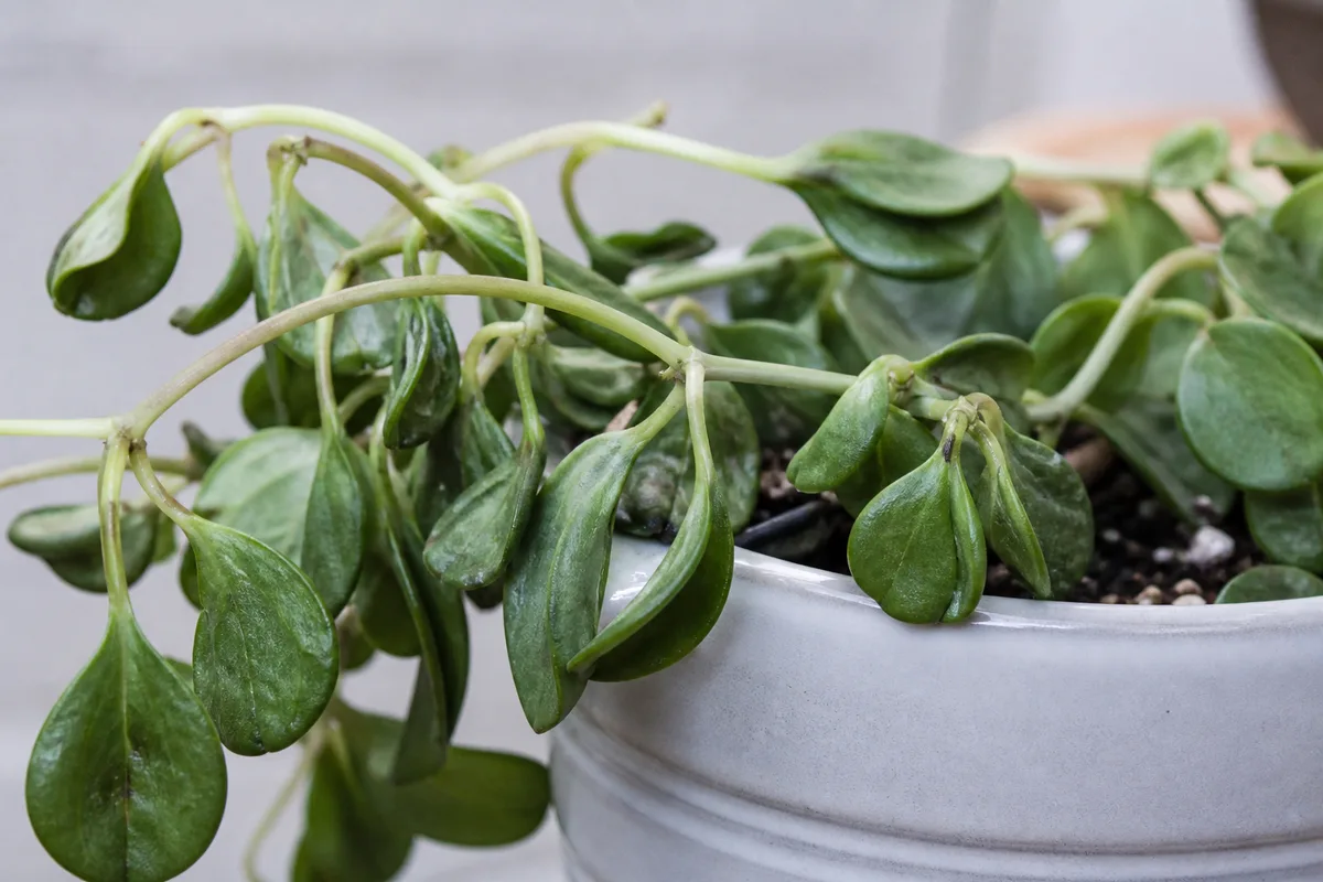Close-up of Wilting on Raindrop Peperomia - diagnostic detail