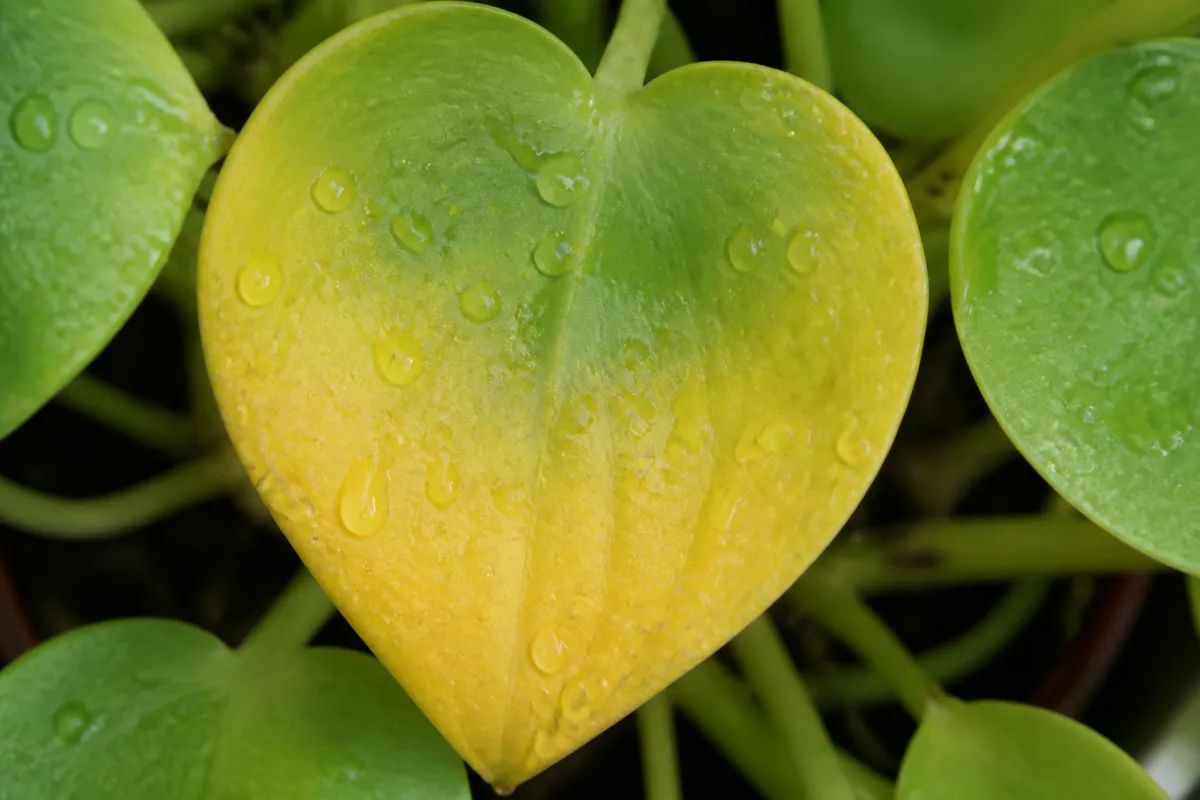 Close-up of Yellow Leaves on Raindrop Peperomia - diagnostic detail