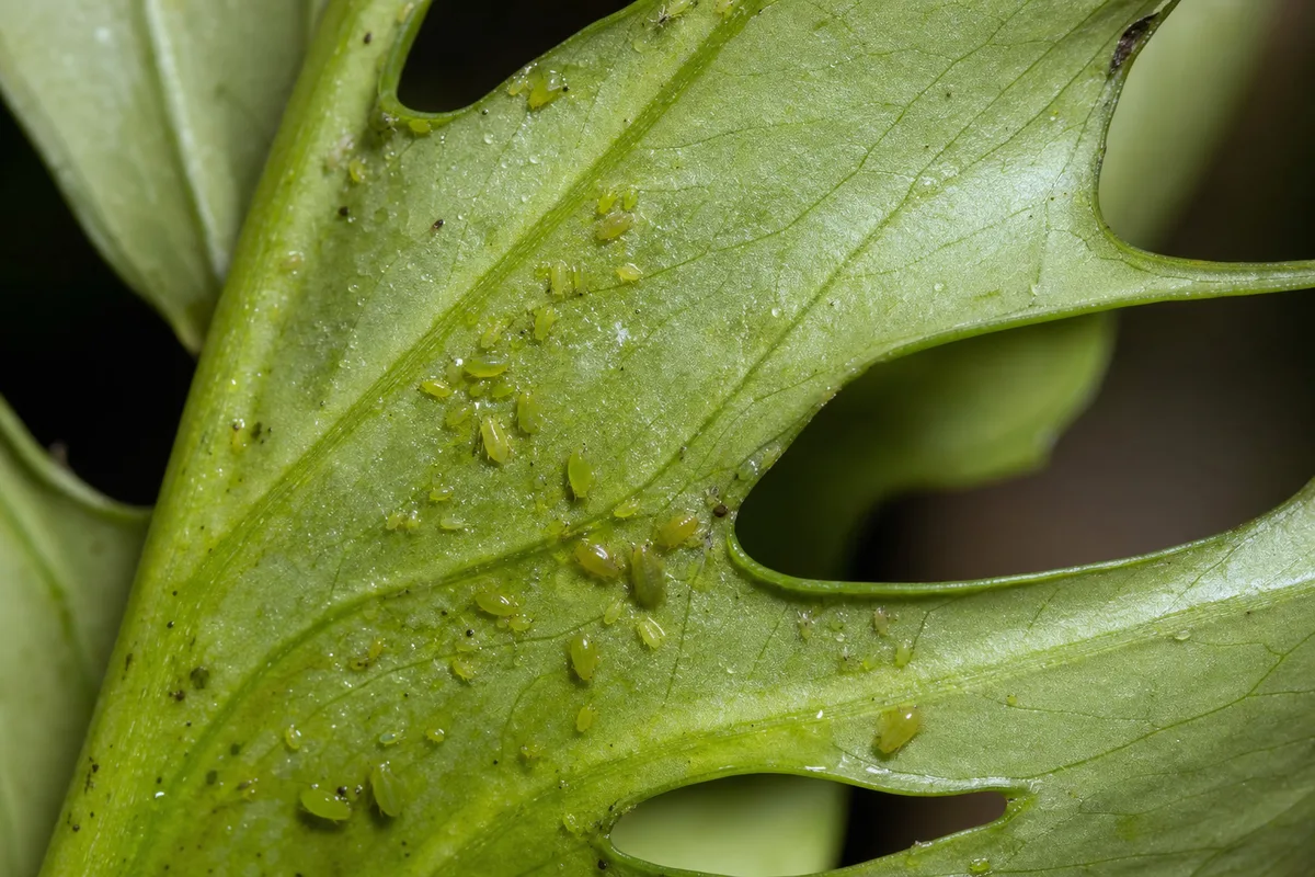 Close-up of Aphids on Rhaphidophora Tetrasperma - diagnostic detail
