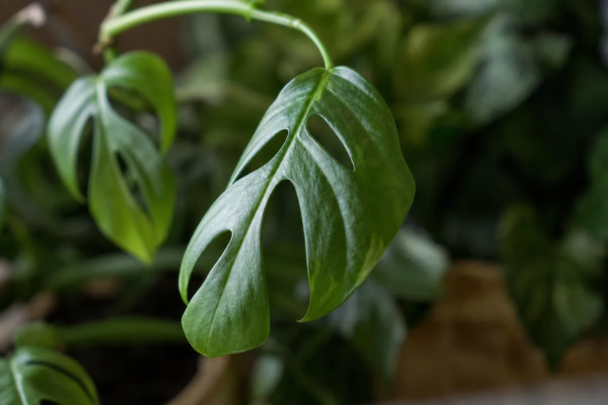 Close-up of Drooping Leaves on Rhaphidophora Tetrasperma - diagnostic detail
