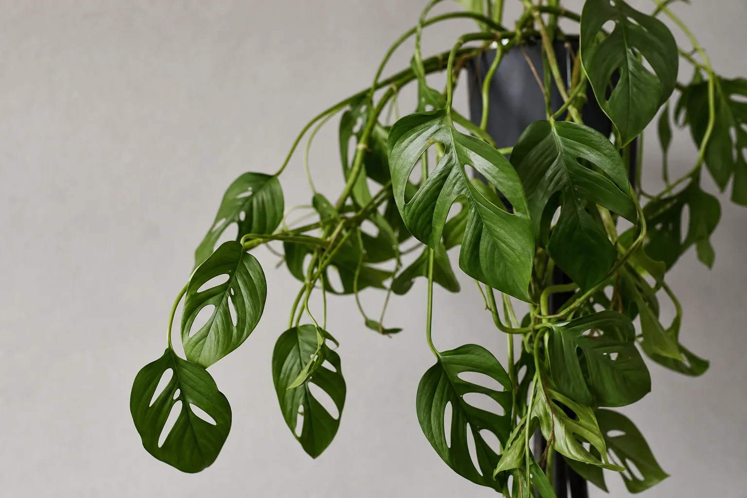 Drooping Leaves on Rhaphidophora Tetrasperma - visible symptom on the plant
