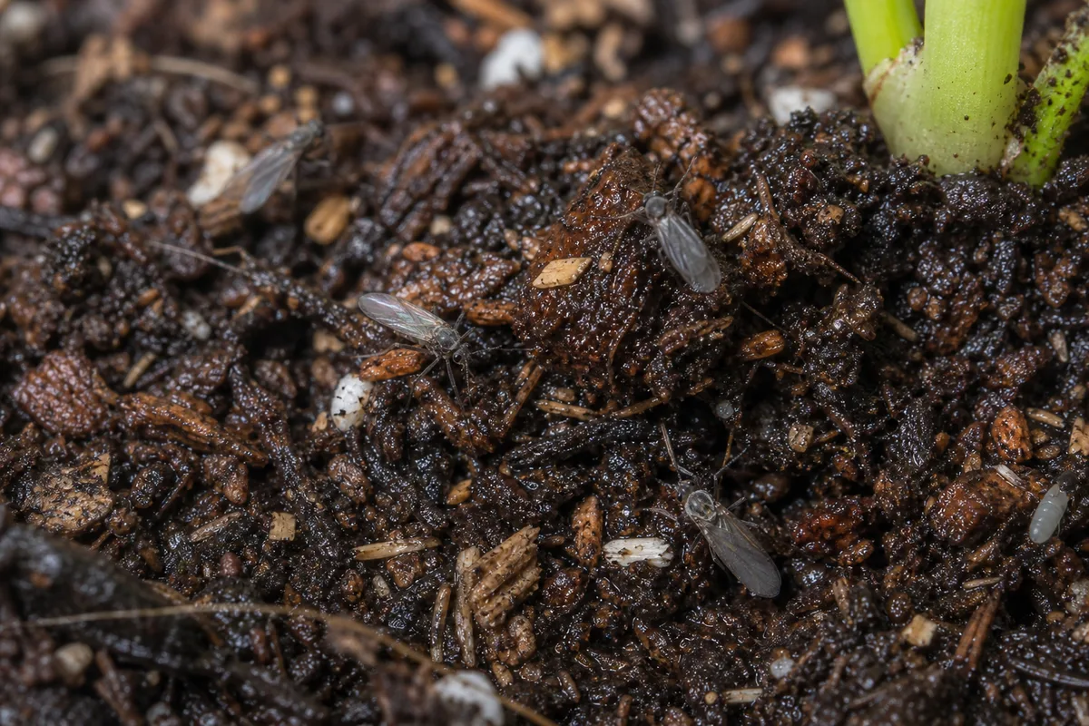 Close-up of Fungus Gnats on Rhaphidophora Tetrasperma - diagnostic detail