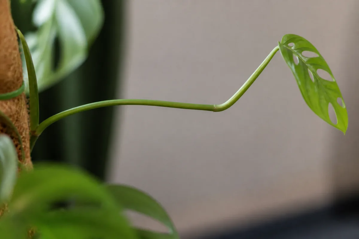 Close-up of Leggy Growth on Rhaphidophora Tetrasperma - diagnostic detail