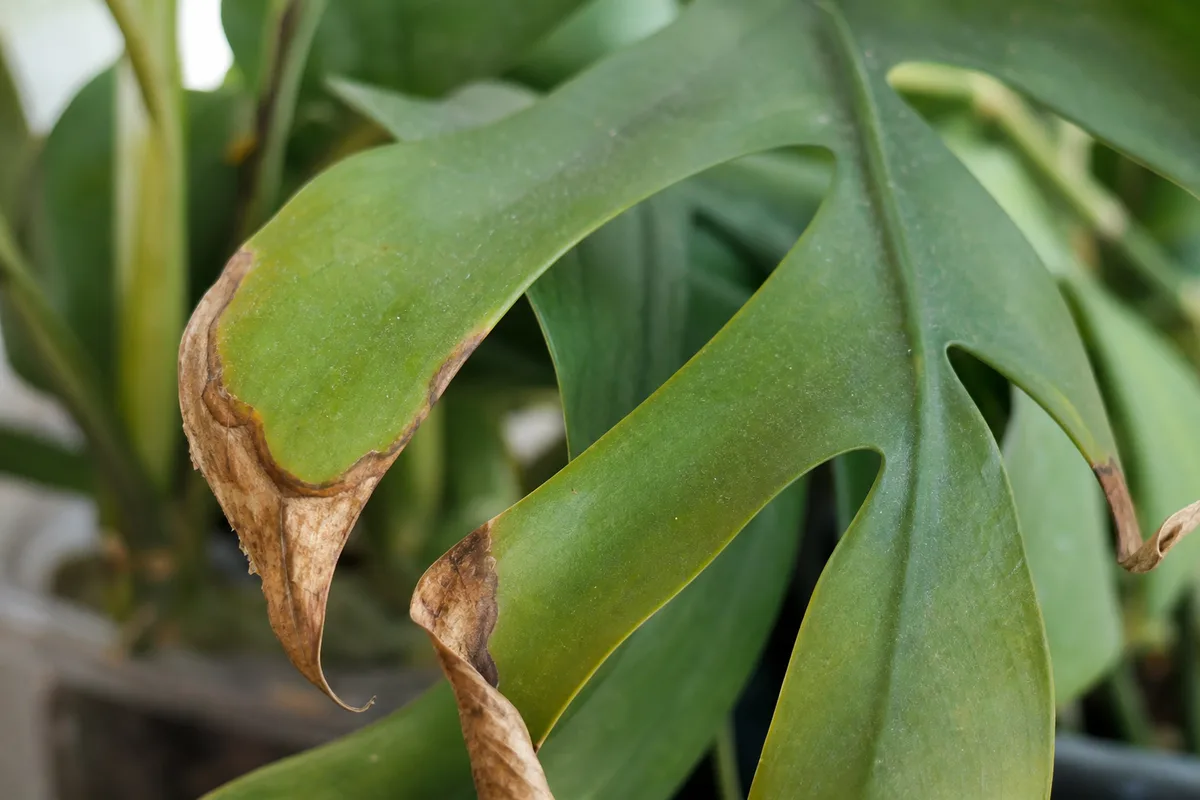 Close-up of Low Humidity on Rhaphidophora Tetrasperma - diagnostic detail