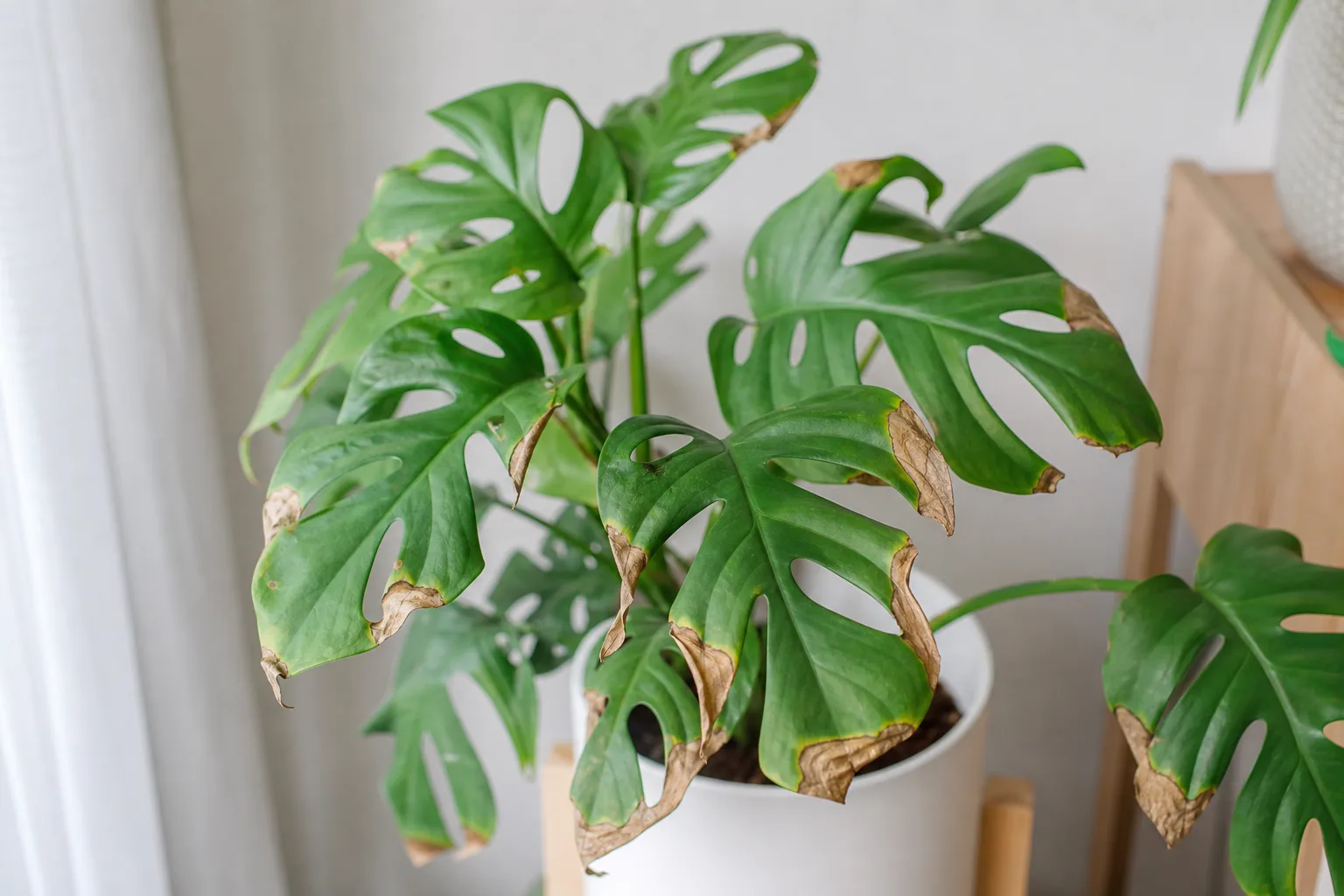 Low Humidity on Rhaphidophora Tetrasperma - visible symptom on the plant