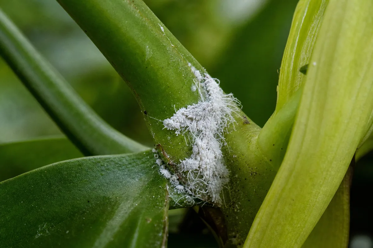 Close-up of Mealybugs on Rhaphidophora Tetrasperma - diagnostic detail