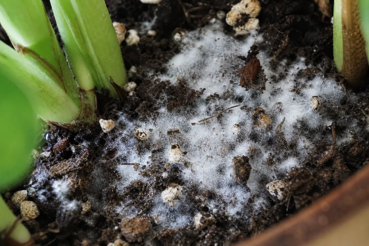 Close-up of Mold on Soil on Rhaphidophora Tetrasperma - diagnostic detail