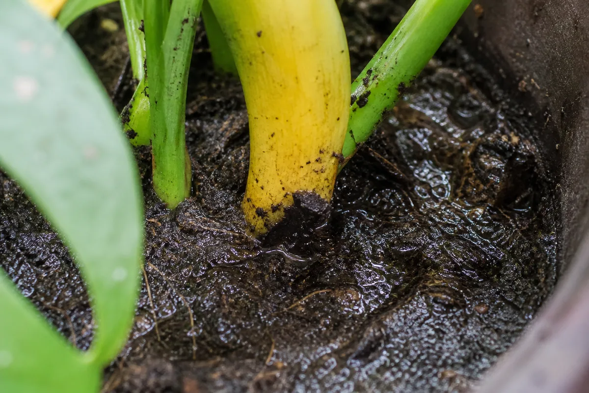 Close-up of Overwatering on Rhaphidophora Tetrasperma - diagnostic detail
