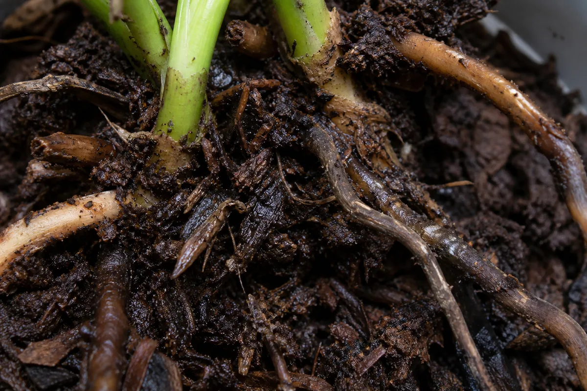 Close-up of Root Rot on Rhaphidophora Tetrasperma - diagnostic detail