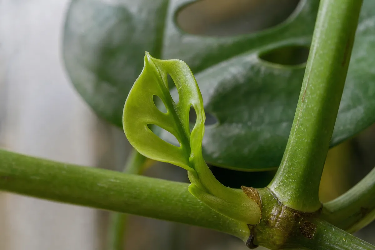 Close-up of Slow Growth on Rhaphidophora Tetrasperma - diagnostic detail