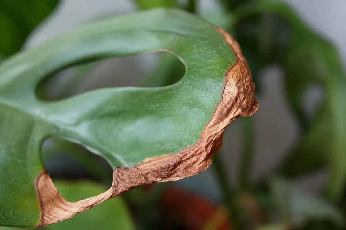 Close-up of Underwatering on Rhaphidophora Tetrasperma - diagnostic detail