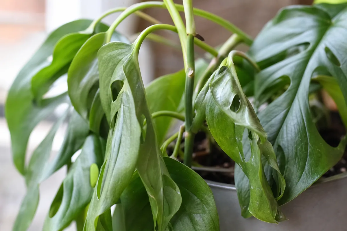 Close-up of Wilting on Rhaphidophora Tetrasperma - diagnostic detail