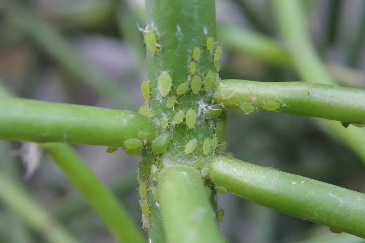 Close-up of Aphids on Rhipsalis - diagnostic detail