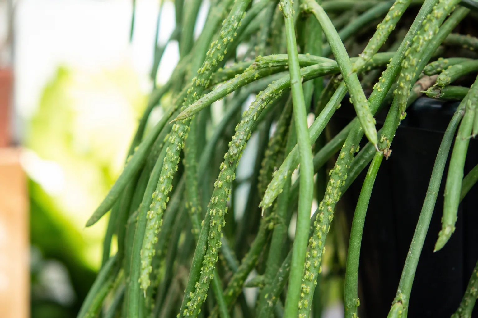 Aphids on Rhipsalis - visible symptom on the plant