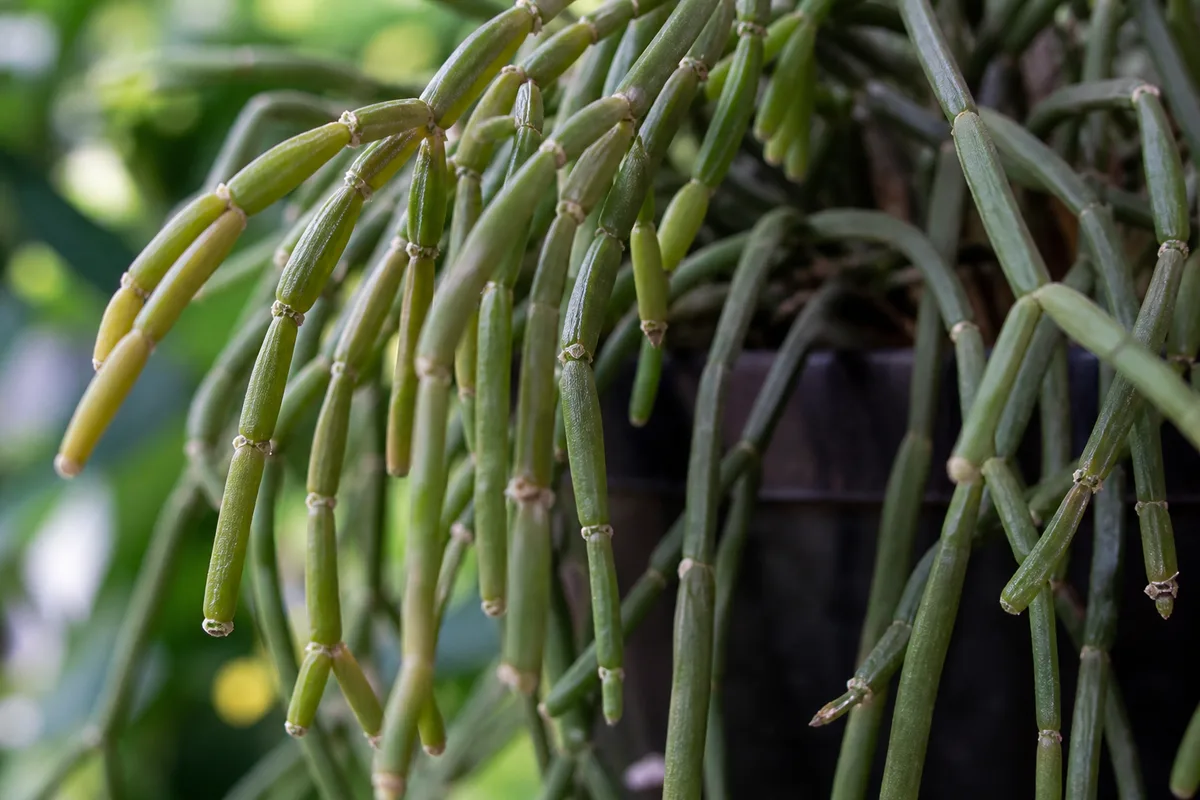Close-up of Drooping Leaves on Rhipsalis - diagnostic detail