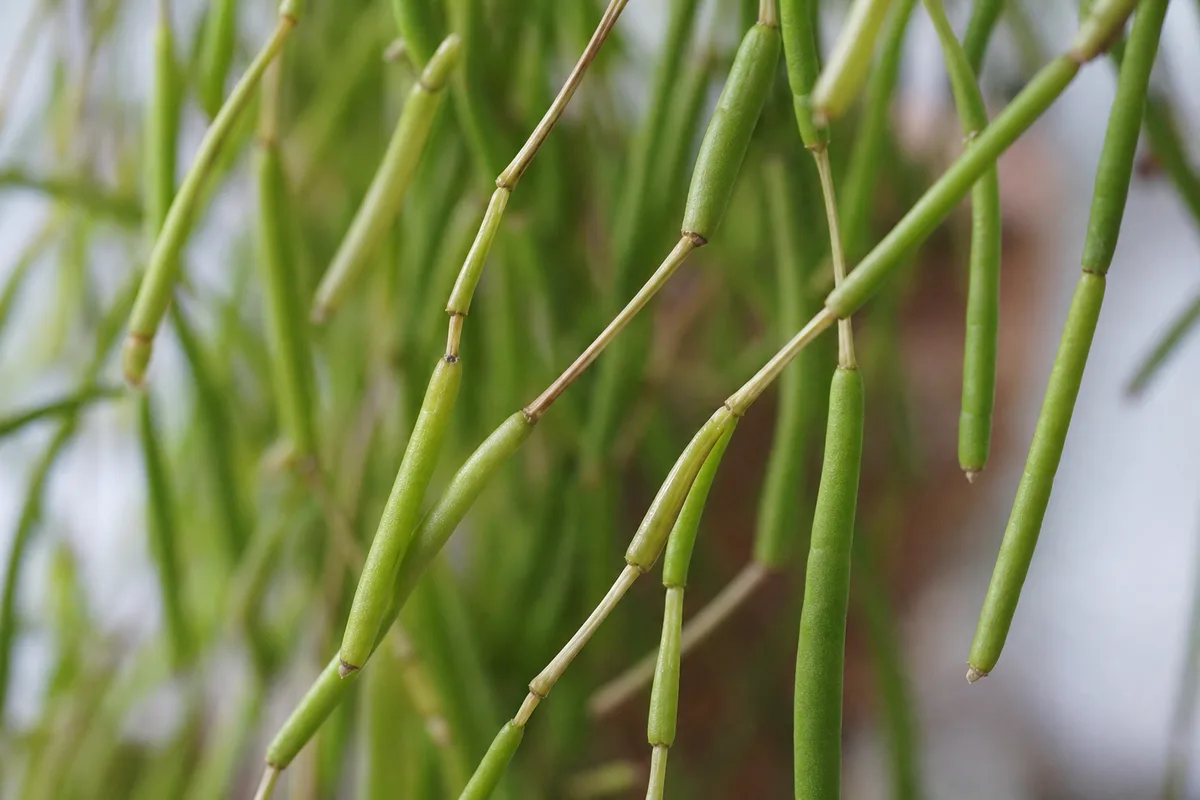 Close-up of leggy growth on Rhipsalis - thin pale cylindrical segments with long bare gaps between joints