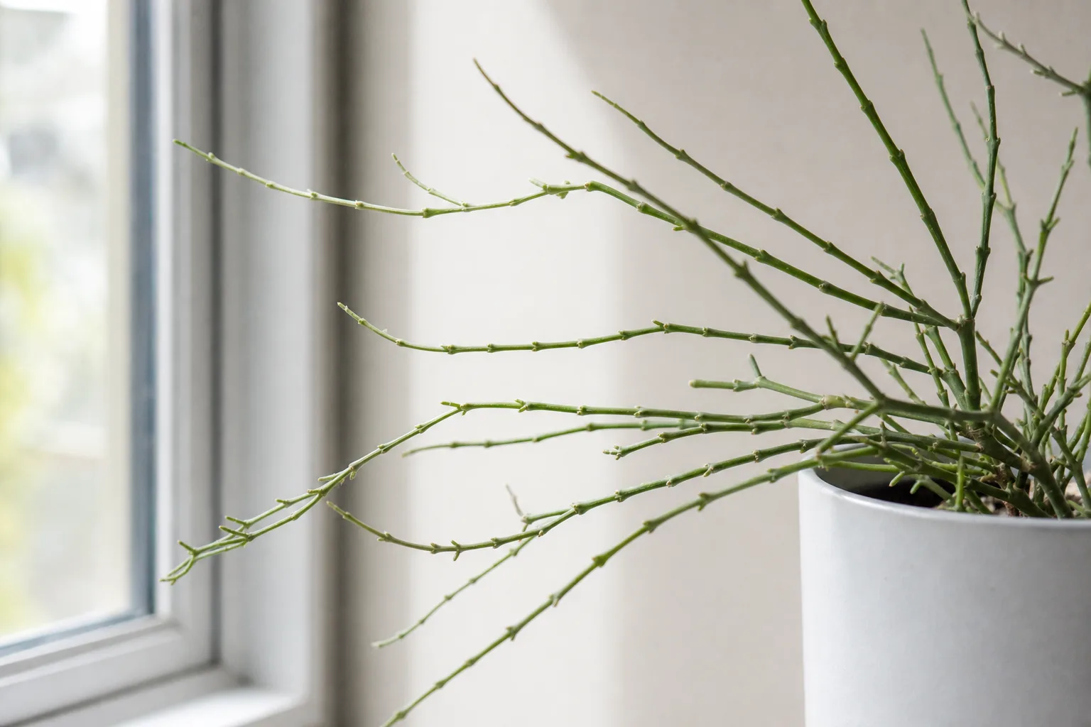Leggy growth on Rhipsalis - thin pale trailing stems with wide segment gaps leaning toward a window