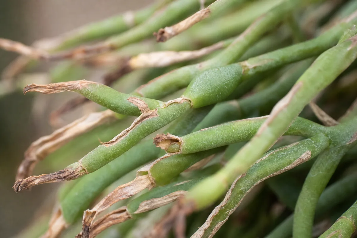 Close-up of Low Humidity on Rhipsalis - diagnostic detail