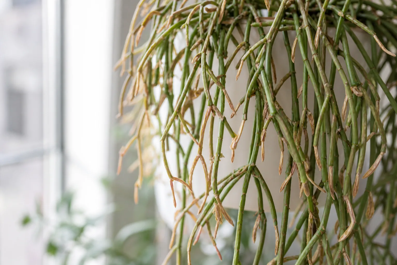 Low Humidity on Rhipsalis - visible symptom on the plant