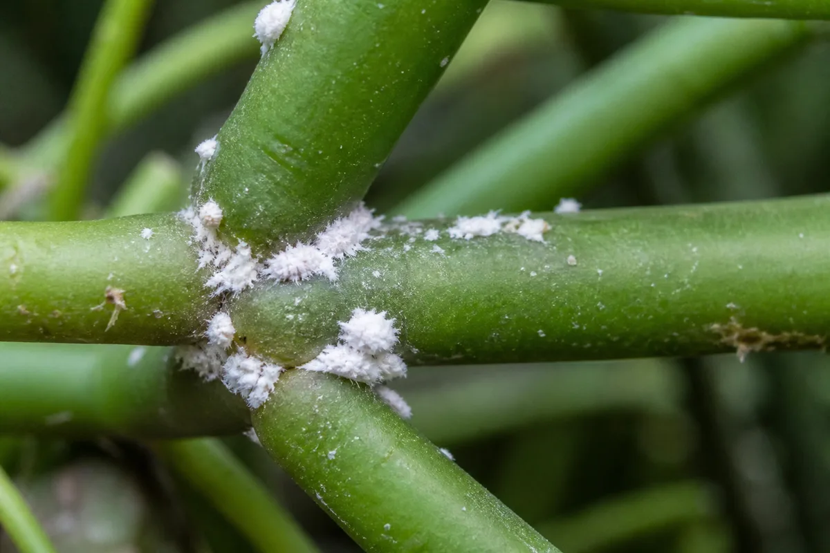 Close-up of Mealybugs on Rhipsalis - diagnostic detail