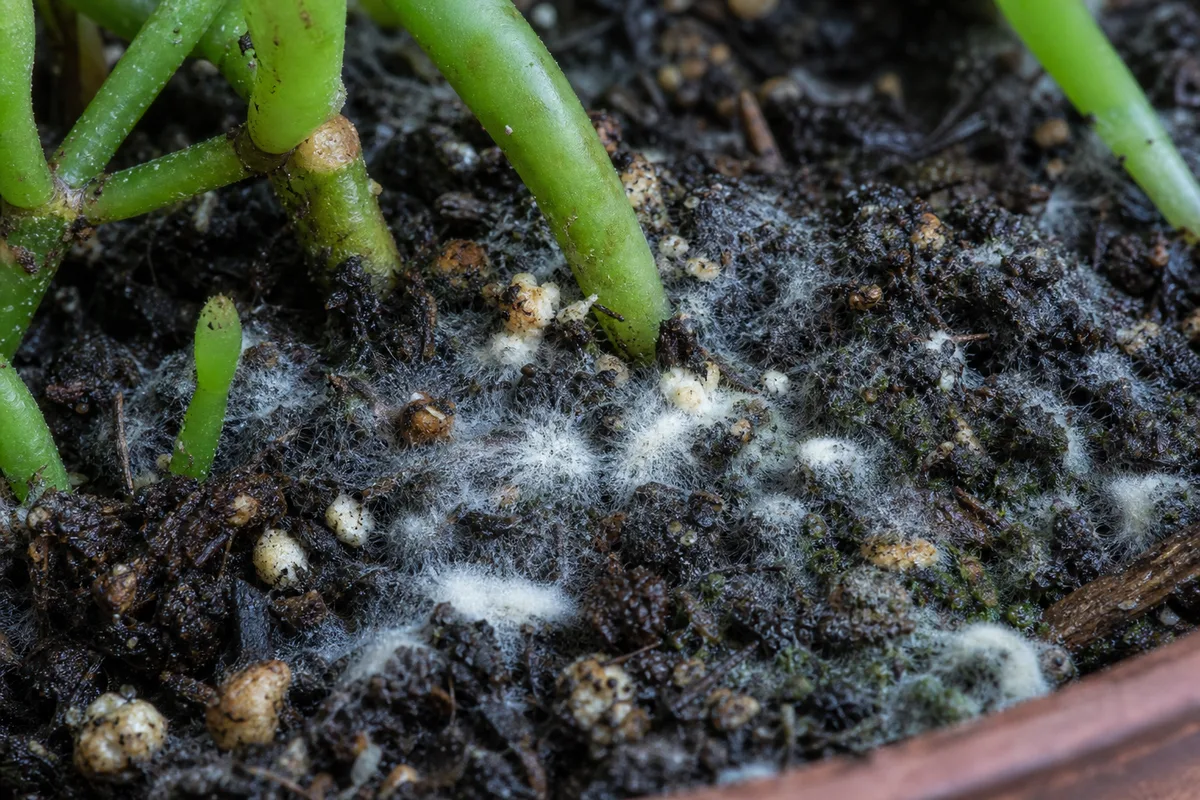 Close-up of Mold on Soil on Rhipsalis - diagnostic detail