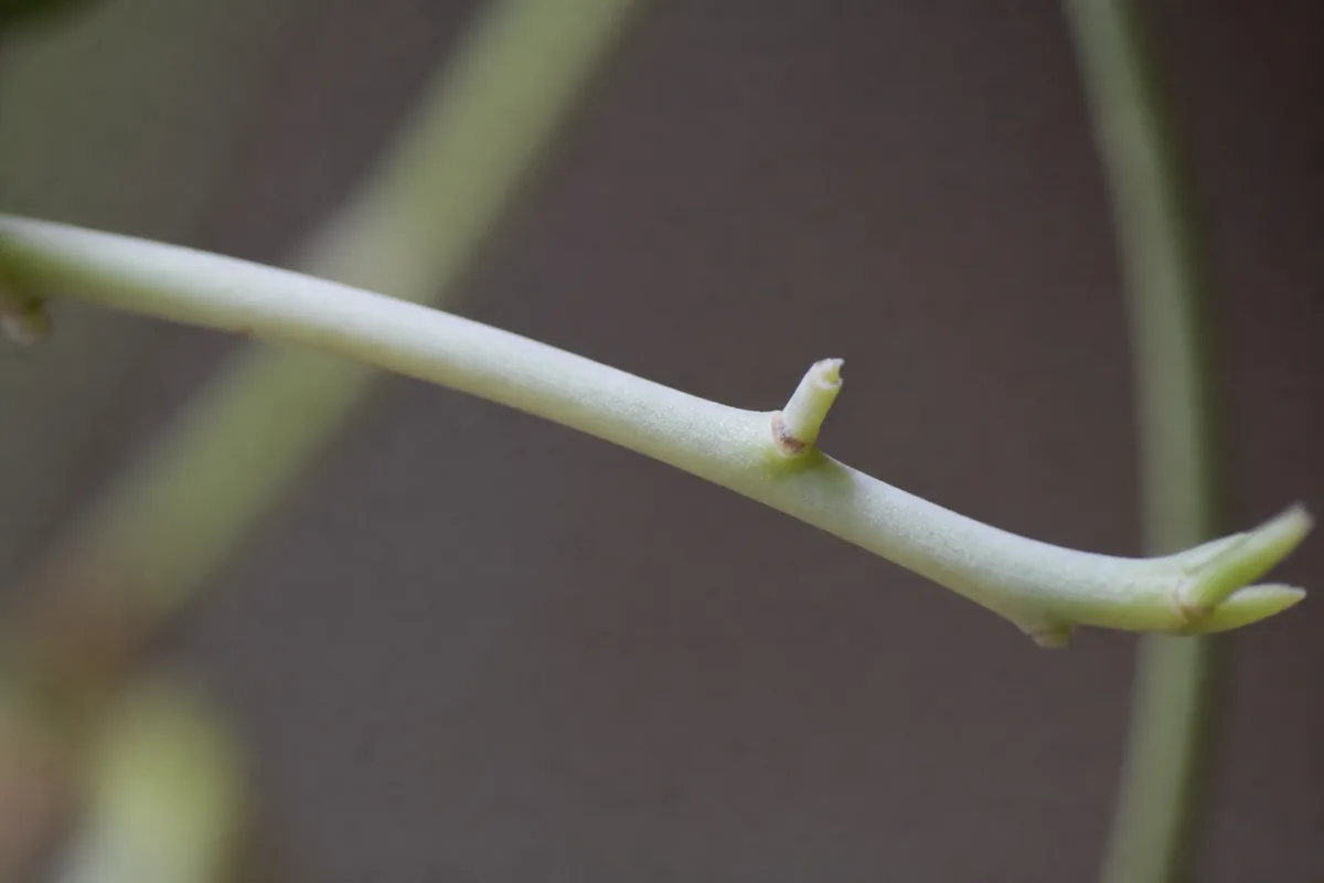 Close-up of Not Enough Light on Rhipsalis - diagnostic detail