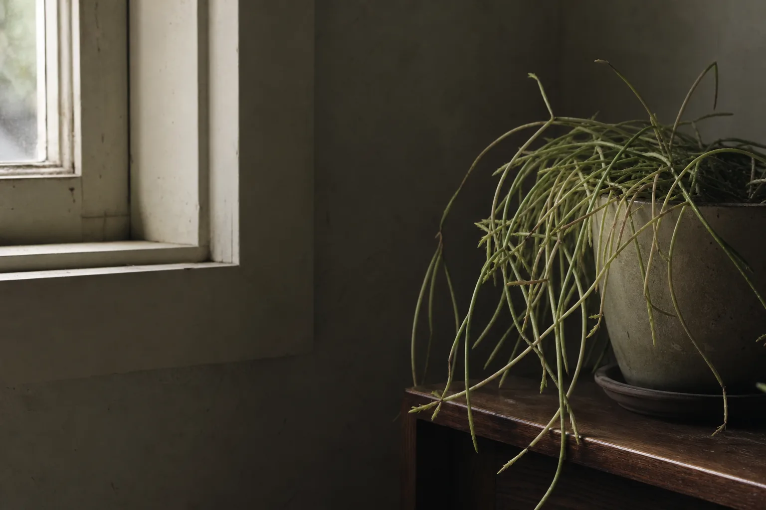 Not Enough Light on Rhipsalis - visible symptom on the plant